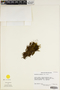 The complete conversion and digitization of the Field Museum's Bryophyte collection: Working towards a networking hub of bryophyte specimen and taxonomic data