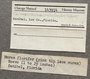 143914 Chicoreus florifer label FMNH IZ