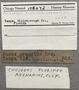 108072 Chicoreus florifer label FMNH IZ