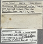 12279 Chicoreus florifer label FMNH IZ