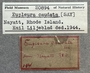 20894 Eupleura caudata label FMNH IZ