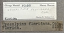 111611 Calotrophon ostrearum label FMNH IZ