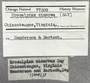 77308 Urosalpinx cinerea label FMNH IZ