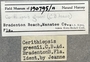 190795 Cerithiopsis greenii label FMNH IZ