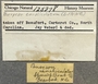 125278 Busycotypus canaliculatus label FMNH IZ