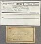 155779 Busycotypus canaliculatus label FMNH IZ