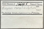 166025 Busycotypus canaliculatus label FMNH IZ