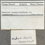 143275 Busycotypus canaliculatus label FMNH IZ