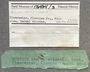 176484 Busycon carica eliceans label FMNH IZ