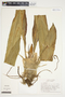 Philodendron cretosum image