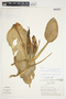 Philodendron ensifolium image