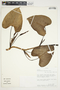 Philodendron sulcicaule image