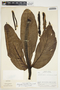 Philodendron tripartitum (Jacq.) Schott, Costa Rica, P. H. Raven 21852, F