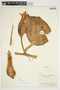 Philodendron Schott, Panama, C. Earle Smith, Jr. 3277, F
