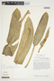 Philodendron ensifolium image