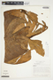 Philodendron ferrugineum image