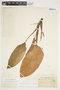 Philodendron immixtum image