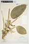 Philodendron opacum image