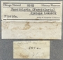 8592 Cinctura hunteria label FMNH IZ