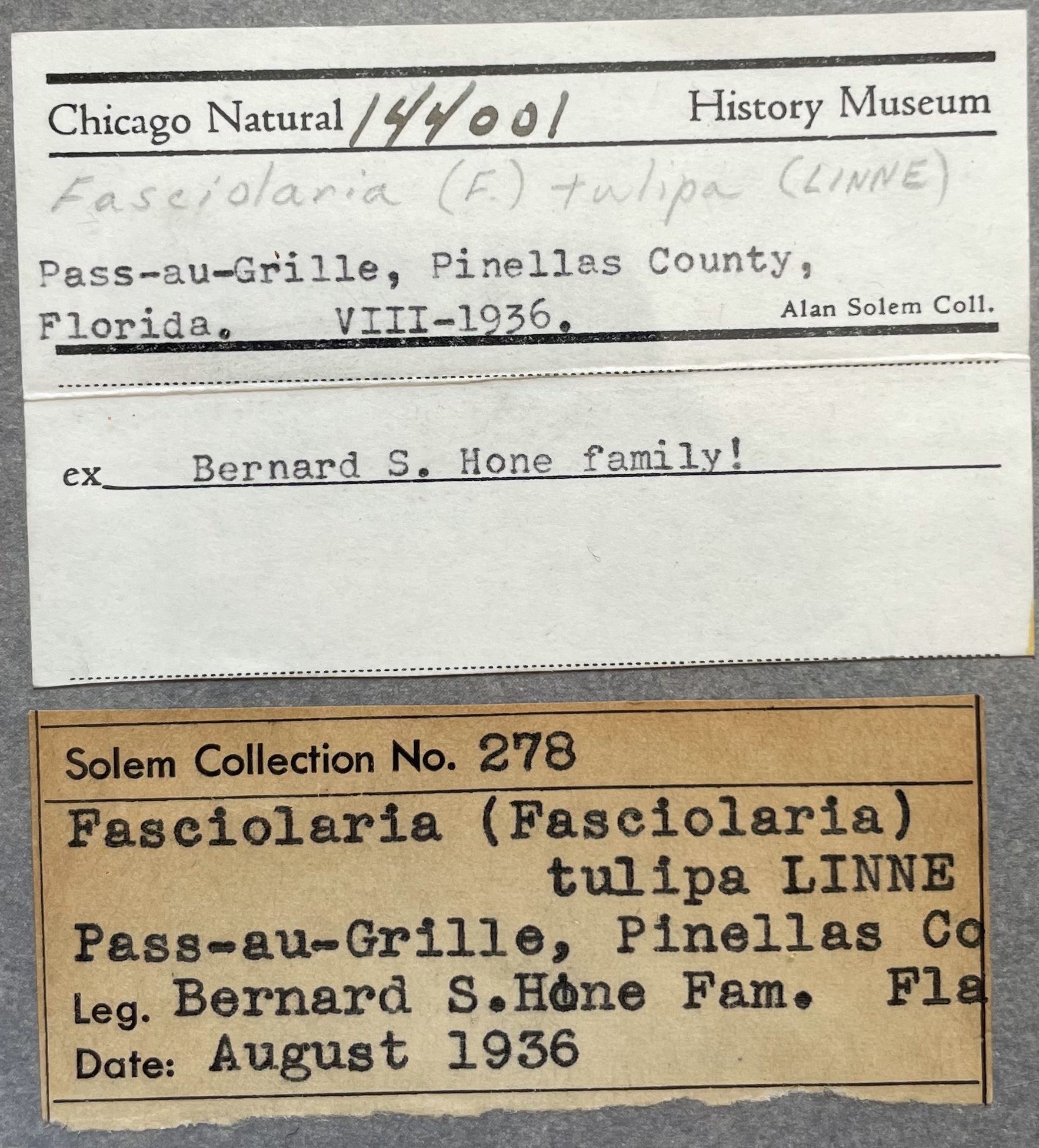 FMNH 144001 | Zoological Collections