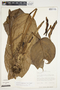 Philodendron scalarinerve image