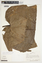 Philodendron scalarinerve image