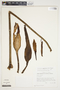 Philodendron scalarinerve image