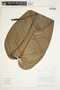 Philodendron scalarinerve image