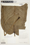Philodendron scalarinerve image