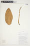 Philodendron scalarinerve image