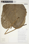 Philodendron scalarinerve image