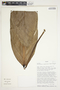 Philodendron scalarinerve image