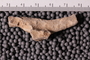 UC 17294 b