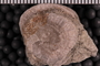 P 10729 Fossil3