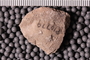 P 10779 Fossil2
