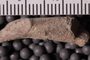 UC 17519 Fossil6
