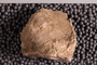UC 17530 Fossil