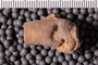 UC 17531 Fossil