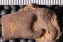 UC 17531 Fossil2