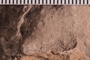 UC 92025 Fossil3