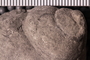 PE 58351 a Fossil-01 Close up