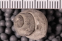 PE 58351 a Fossil-02 close up