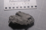PE 91730_fossil2