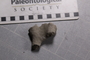 PE _3990_fossil