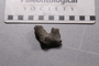 UC _206_fossil