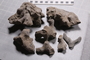 UC _17400_fossil