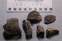 UC _27642_fossil