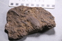 UC _27880_fossil