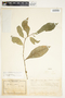 Digitization and Enrichment of the Field Museum Herbarium Data from Tropical Africa to Enable Urgent Quantitative Conservation Assessments