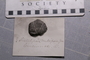 UC 52077_fossil